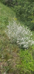 Salvia aethiopis
