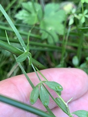 Galium palustre