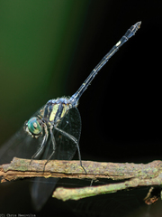 Micrathyria laevigata