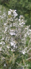 Salvia aethiopis