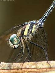 Micrathyria laevigata
