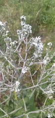Salvia aethiopis