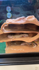 Eublepharis macularius