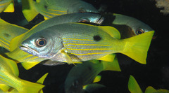 Blackspot Snapper photo 2