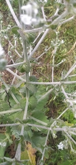 Salvia aethiopis