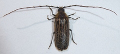 Prionoplus reticularis