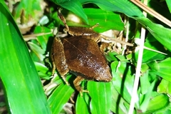 Microhyla achatina
