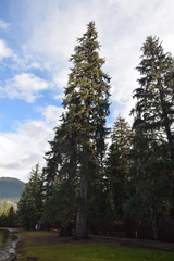 Picea sitchensis