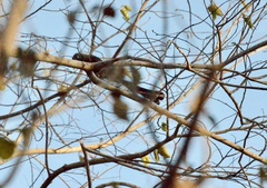 Crypsirina temia