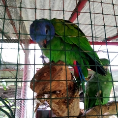 Pionus