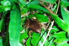 Microhyla achatina