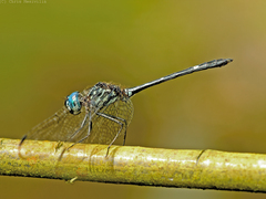 Dythemis nigra