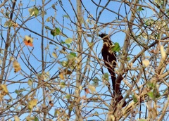 Crypsirina temia