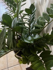 Zamioculcas