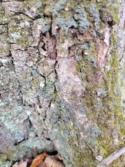 Phaeophyscia rubropulchra