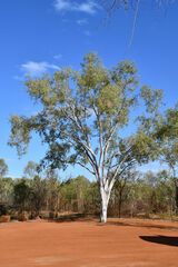 Corymbia bella