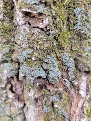 Phaeophyscia rubropulchra