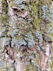Phaeophyscia rubropulchra