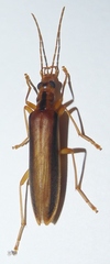Thelyphassa lineata