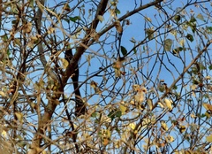 Crypsirina temia
