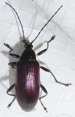 Tanychilus metallicus