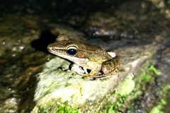 Chalcorana chalconota