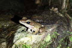 Chalcorana chalconota