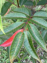 Tetradium glabrifolium