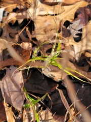 Carex muskingumensis