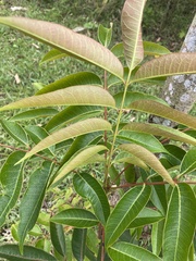 Tetradium glabrifolium