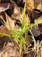 Carex muskingumensis