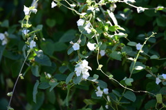 Convolvulaceae