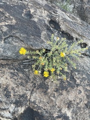 Heterotheca arizonica
