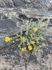 Heterotheca arizonica