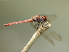Elasmothemis cannacrioides