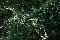 Convolvulaceae