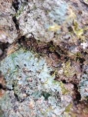 Phaeophyscia rubropulchra