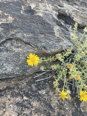 Heterotheca arizonica