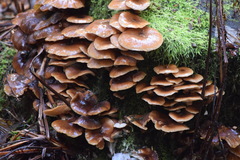 Scytinotus longinquus