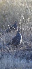 Callipepla squamata