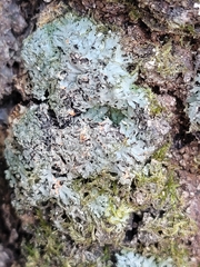 Phaeophyscia rubropulchra