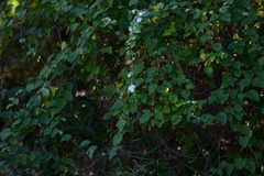 Convolvulaceae