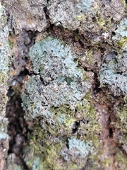 Phaeophyscia rubropulchra