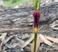 Cryptostylis hunteriana