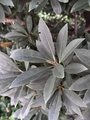 Elaeocarpus
