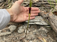 Cryptostylis hunteriana