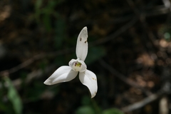 Codonorchis lessonii