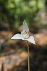 Codonorchis lessonii