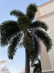 Arecoideae