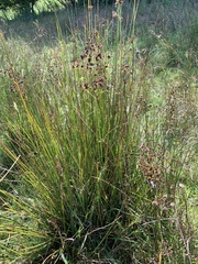 Juncus acutiflorus